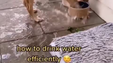 # cute dog#water drink#