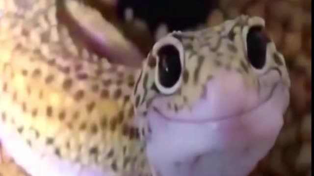 Adorable Smiling Lizard Cuteness overload
