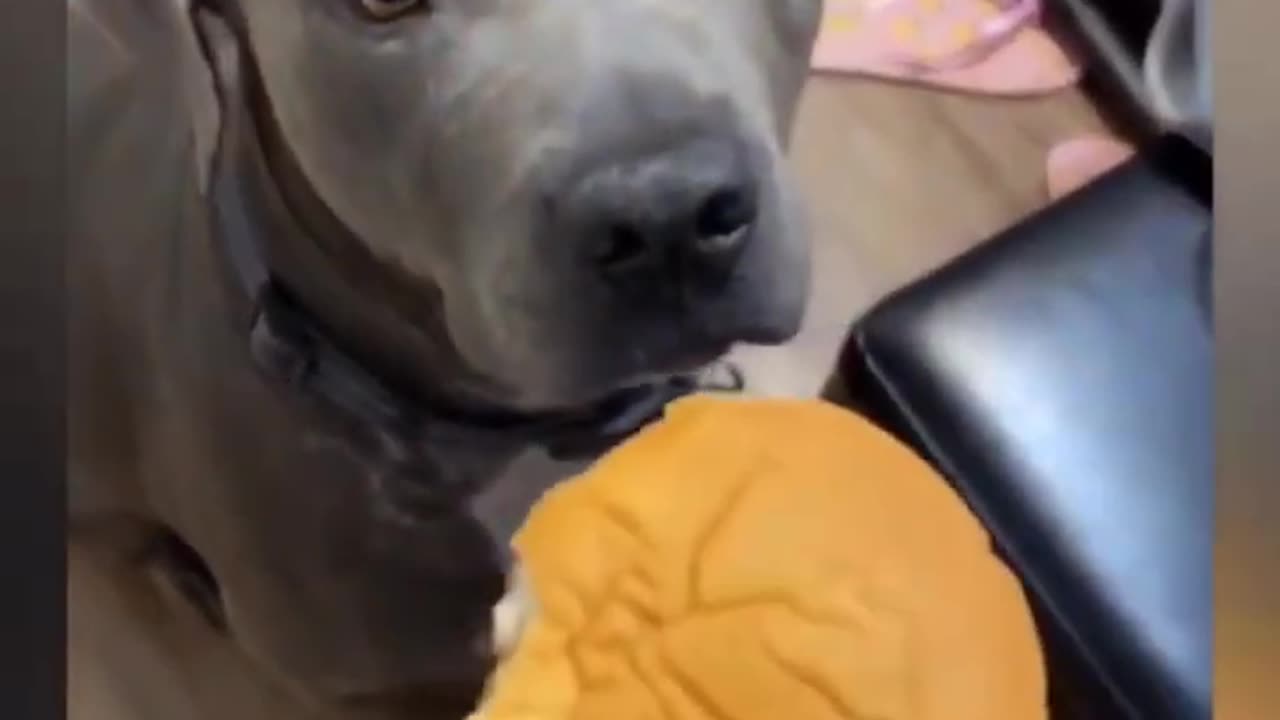 Funny animals video