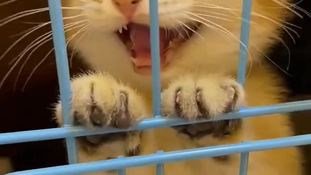 Meowing🥰😻 #funny #cat #viral #shorts