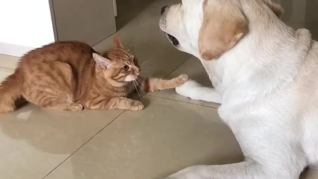 Cat scared from dog | funny dog video funny cat video