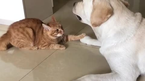 Cat scared from dog | funny dog video funny cat video