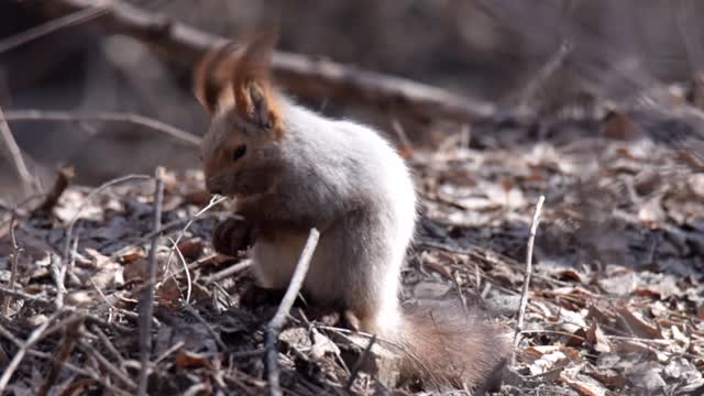 Russian red tree squirrel