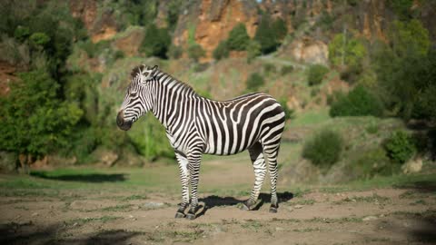 A standing zebra