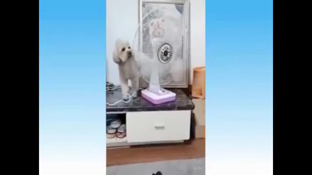 Puppy couldn't stand the heat hahaha - Funny dog videos