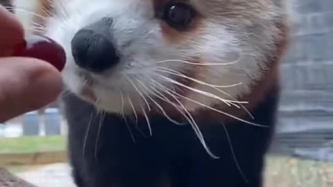 cute animal video