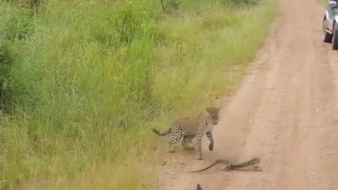 Monitor lizard vs leopard fight