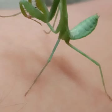 A mantis recites a prayer for the pandemic