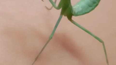 A mantis recites a prayer for the pandemic