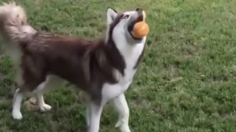 Lovely dog is man's best friend