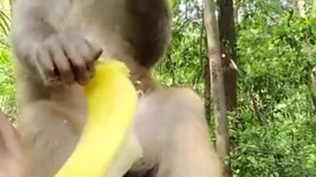 Try don't laugh ! Some monkey funny clips collection