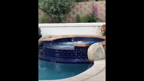 funny animals (super 3 minute funny) cats and dogs
