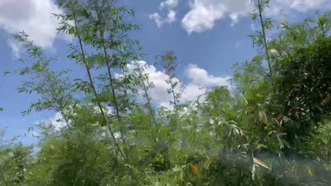 The blue sky and white clouds