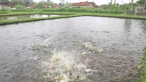 fish fighting for food