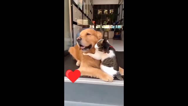 Dog and Cat love