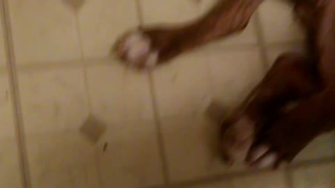 Red brindle 5 month old loves tug of war