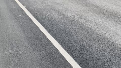 Trying to Keep Beaver From Harm on Highway