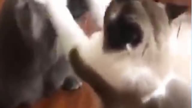 Cute Cat Shorts Video Displays The Bond Between Two Kitties