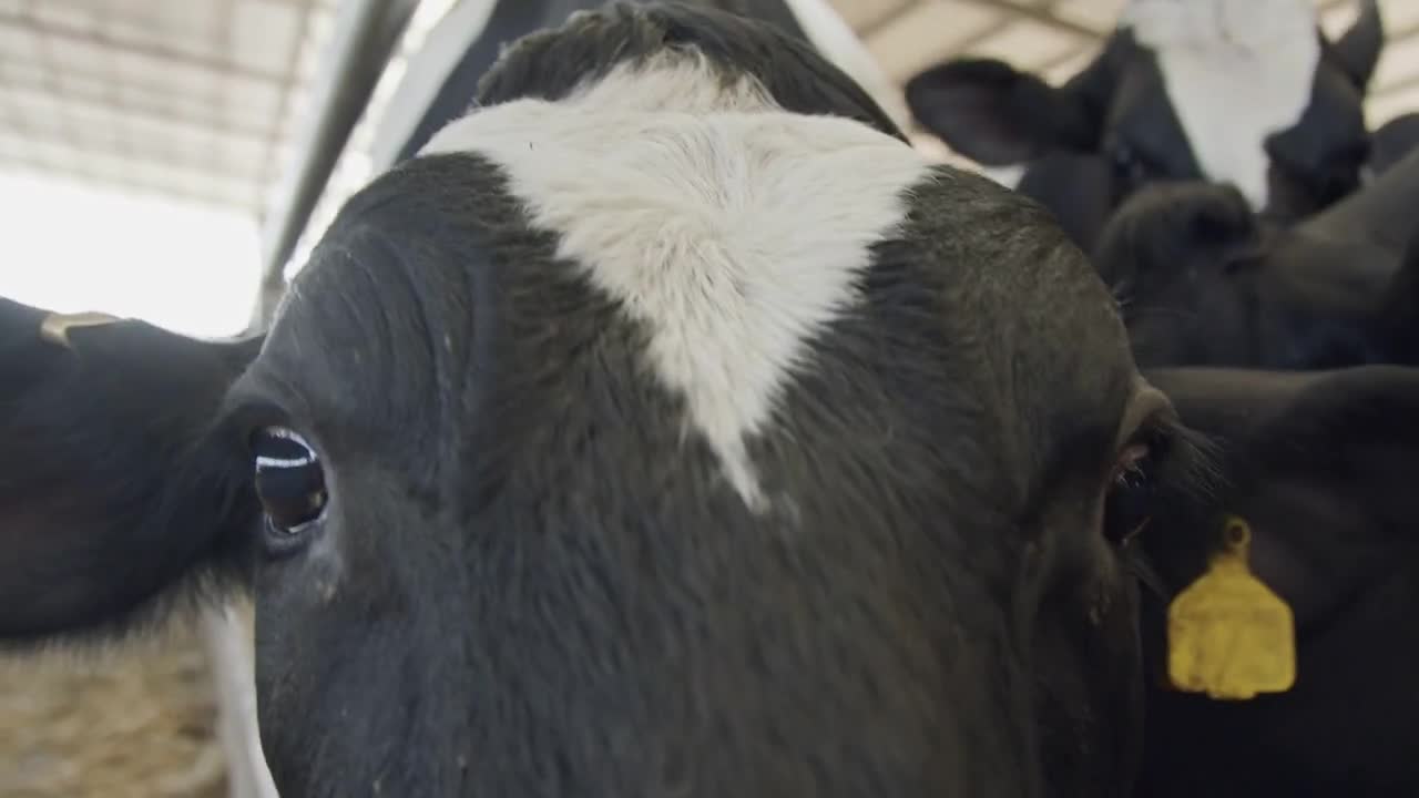 Close up of dairy cows in a stable