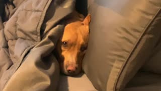 Honey is Lonely