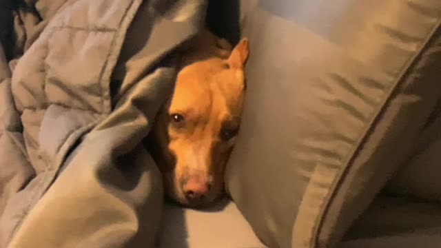 Honey is Lonely