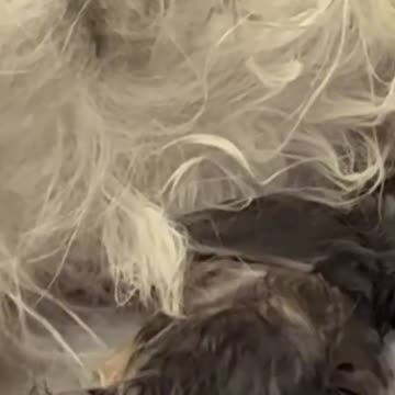 aa maaa hi Hoti h chahy insan ki hu ya janwar ki 💫🌟🌟🌟🌟🌙✨