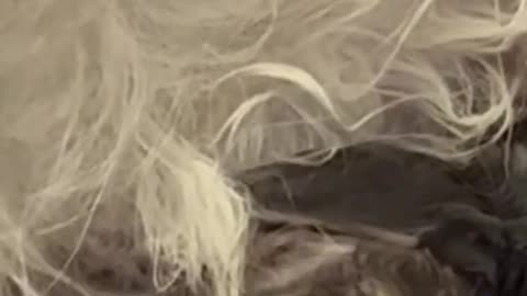 aa maaa hi Hoti h chahy insan ki hu ya janwar ki 💫🌟🌟🌟🌟🌙✨