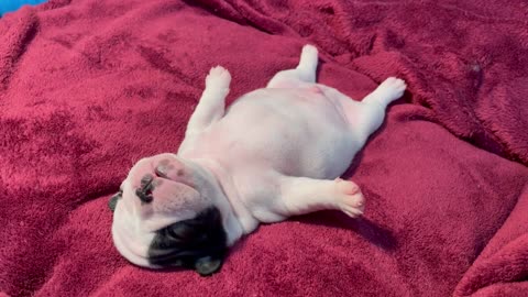 Dog is sleeping! 小狗在睡觉,好可爱