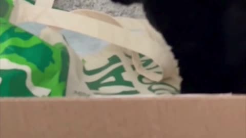 Adopting a Cat from a Shelter Vlog - Cute Precious Piper Inspects the Office Tote Bag #shorts