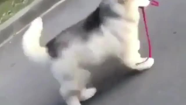 This puppy is walking on the road, so leisurely.
