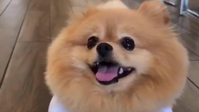 Pomeranian shows off his adorable Halloween costume