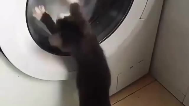 cat washingmachine washing machine