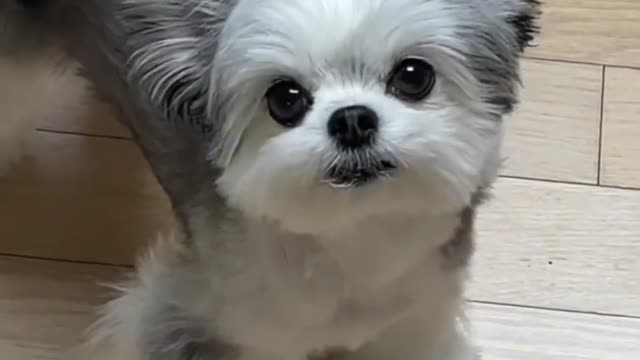 Looks like a pixie, so cute