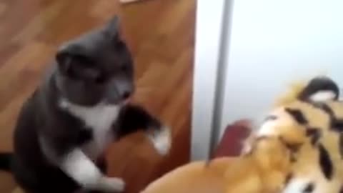 cat beats tiger funny