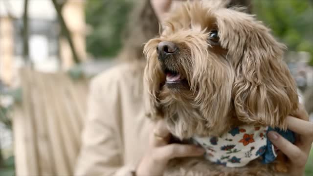 Dogs like to be in the Lord's lap