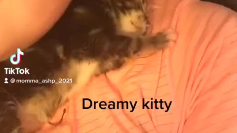 Soft kitty warm kitty