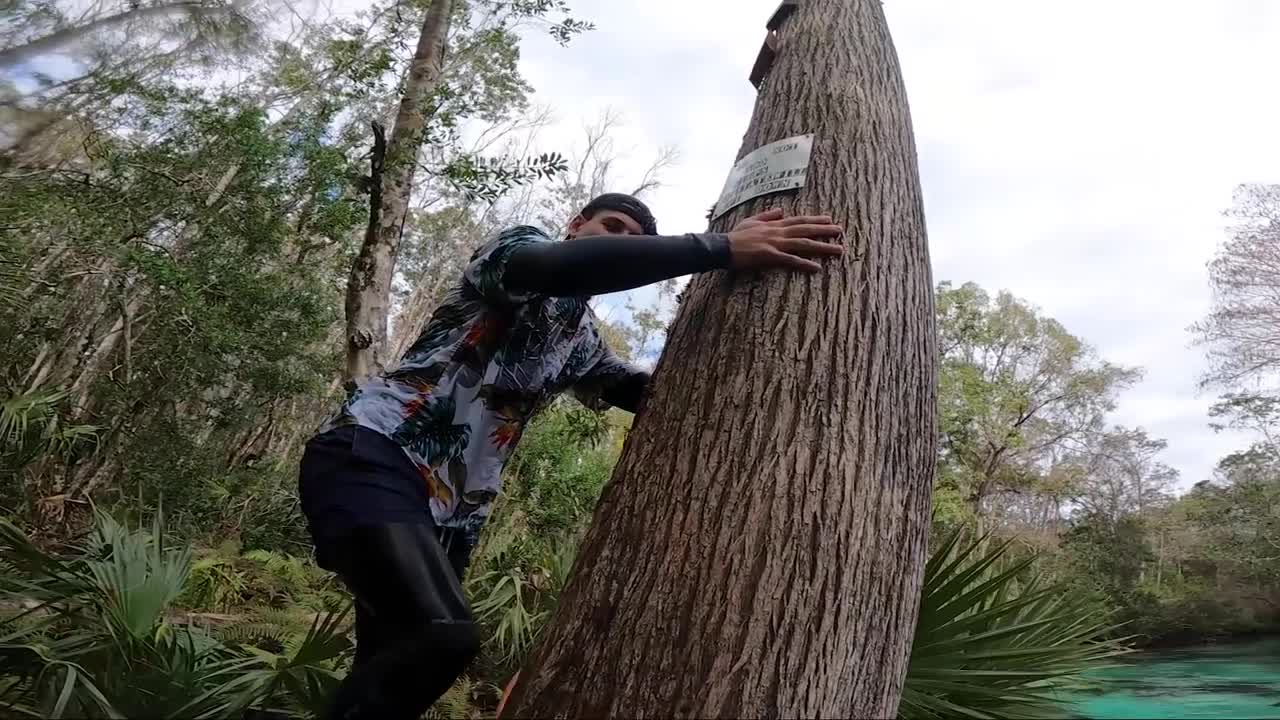 Amazing treetop jumps