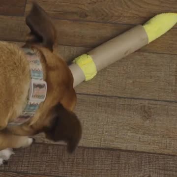 DIY Snuffle Snake for Dog Enrichment