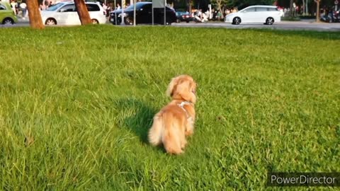 Funny cuts dog 🐶 video