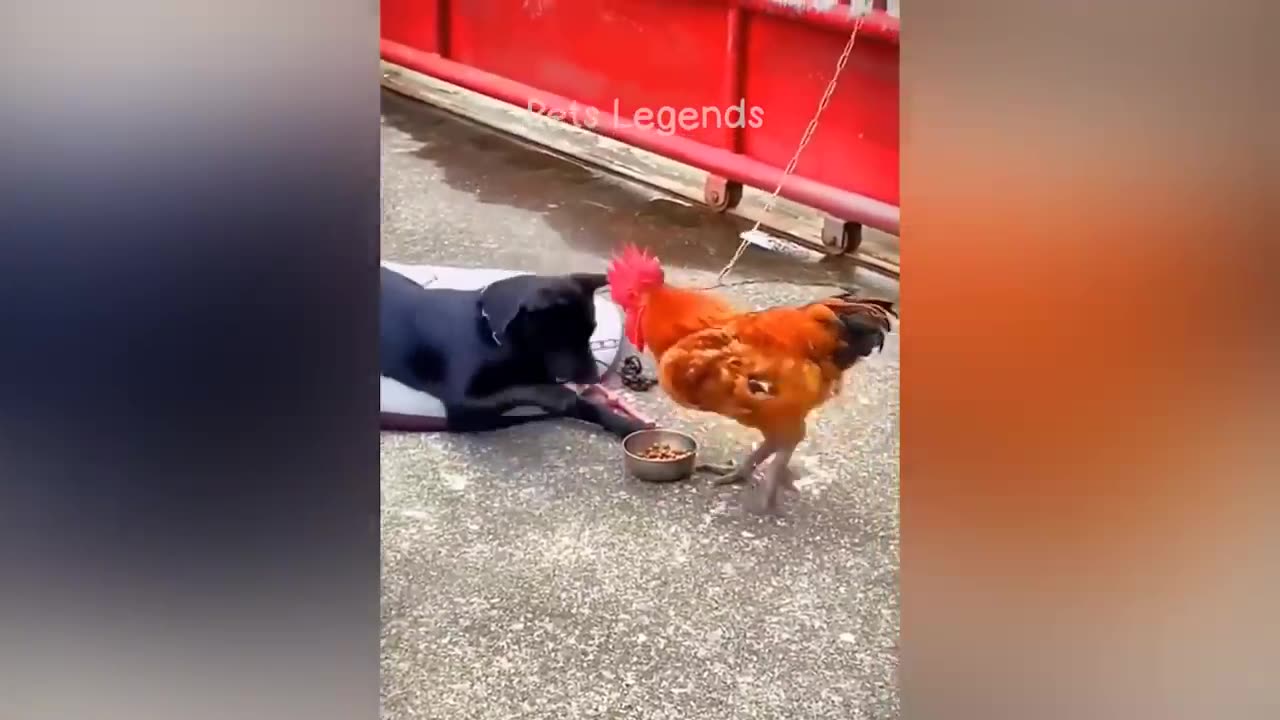 Funniest Animals Part 2