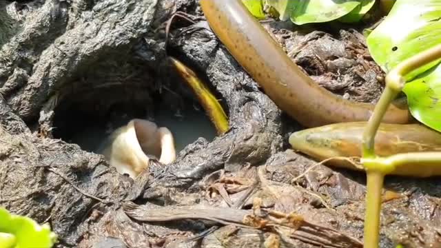 Amazing Big Fish Hungry moment |Fish_Eating_Big_Eel #