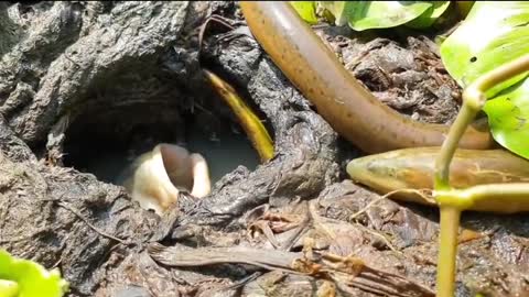 Amazing Big Fish Hungry moment |Fish_Eating_Big_Eel #
