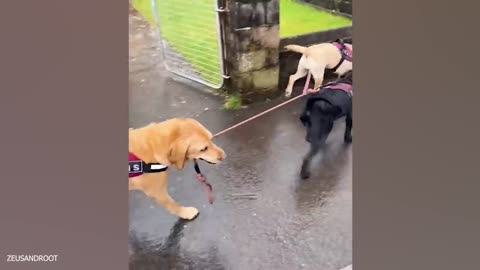 When your dog chooses to look goofy