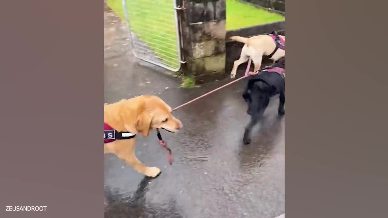 When your dog chooses to look goofy
