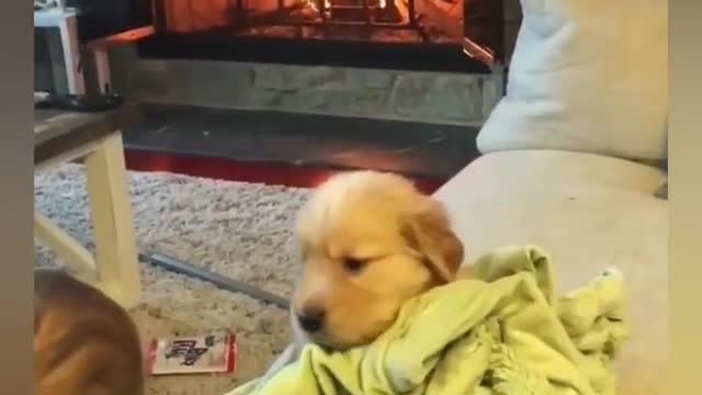 Cute Dog's with Cute Babies compilation lovely and Funny moments at home