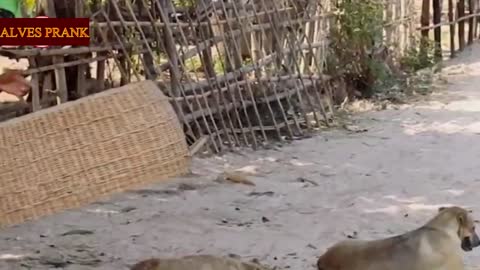 Funny Fake Lion and Fake Tigrer Prank