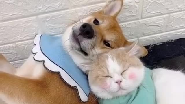 Funny dog & cat video