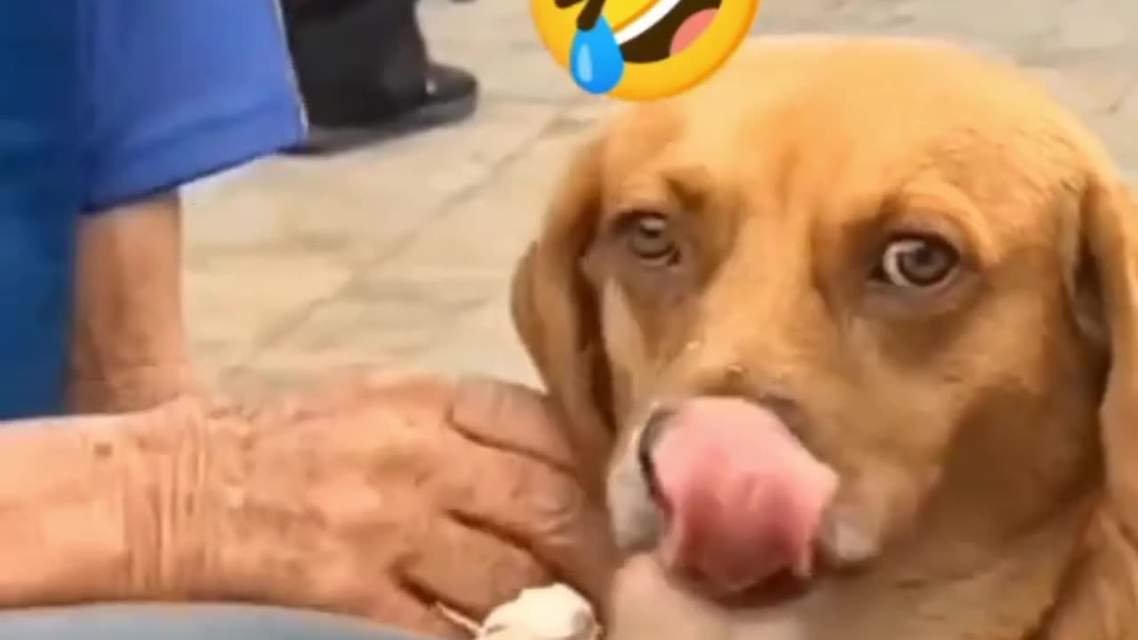 Dog eating ice cream, 😁 funny moment,