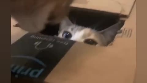 The cate house