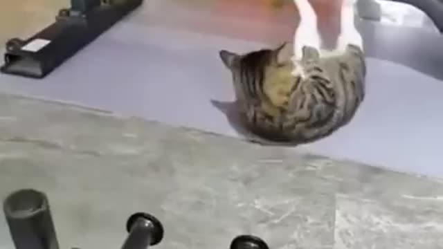 A motivated cat.